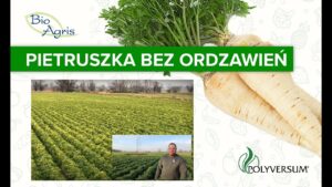 Uprawa pietruszki odmiany Arat przy zastosowaniu ochrony Polyversum od Bioagris.