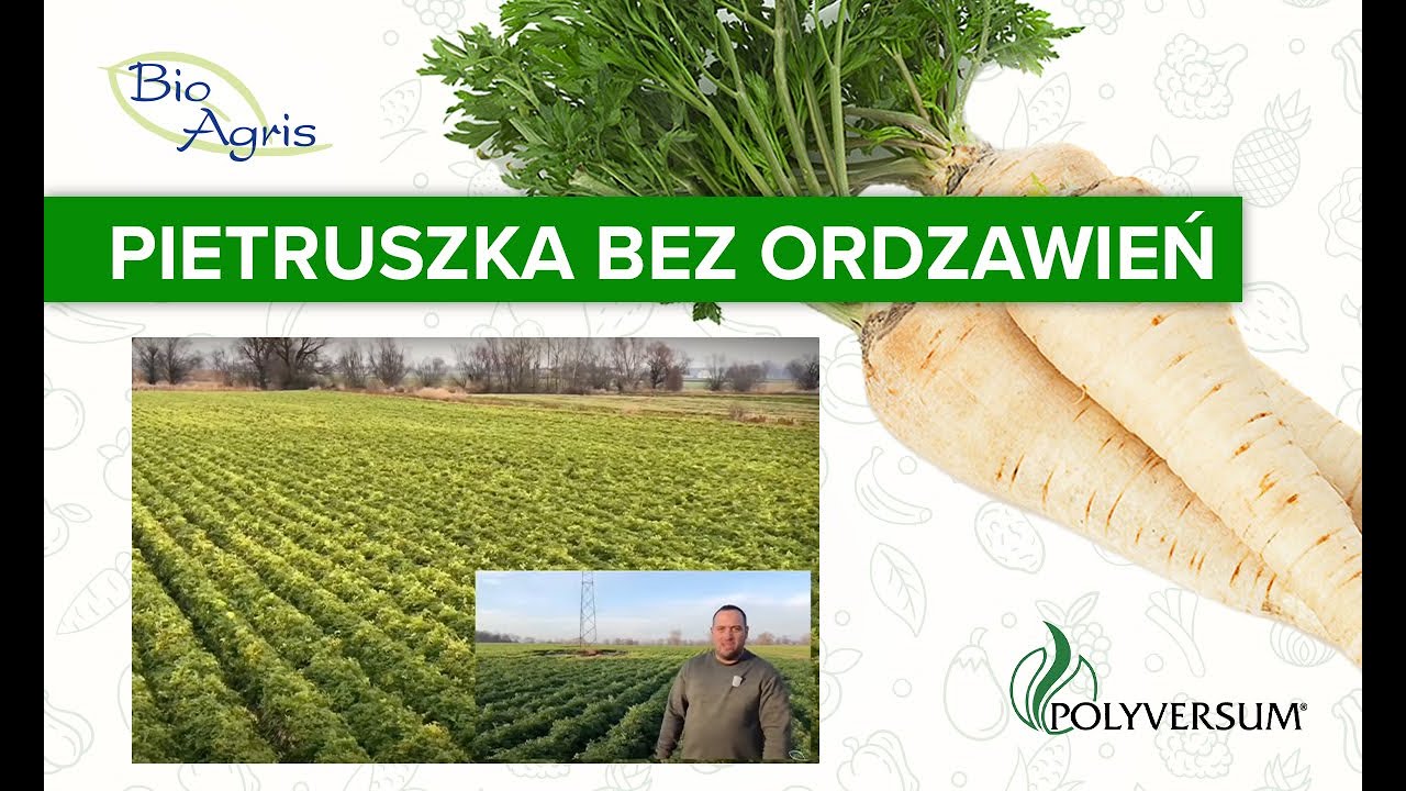 Uprawa pietruszki odmiany Arat przy zastosowaniu ochrony Polyversum od Bioagris.