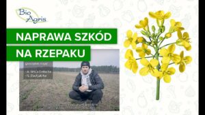 Rzepak wygryziony przez sarny? Jest szansa na przyzwoity plon!