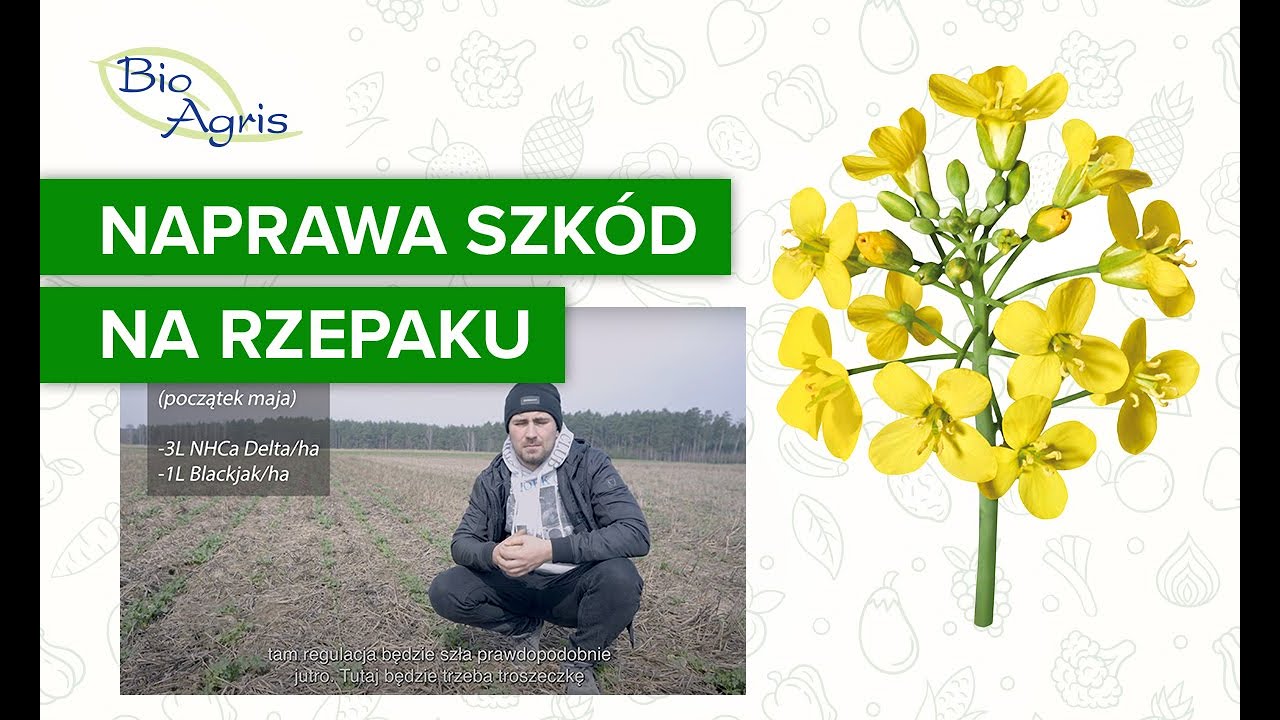 Rzepak wygryziony przez sarny? Jest szansa na przyzwoity plon!