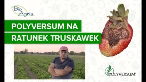 Polyversum na ratunek w uprawie truskawek! Skuteczna ochrona przed chorobami grzybowymi.