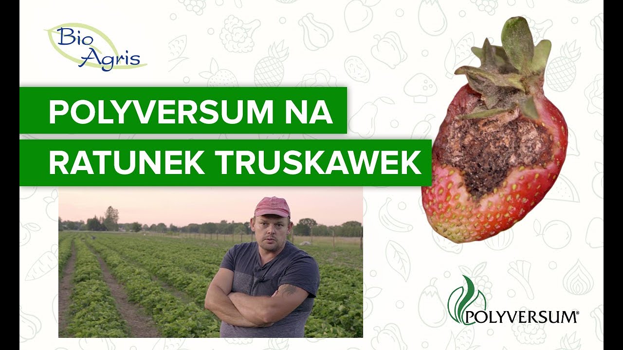Polyversum na ratunek w uprawie truskawek! Skuteczna ochrona przed chorobami grzybowymi.