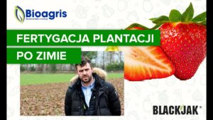 Pierwsze zabiegi po zimie na plantacji truskawki! BLACKJAK i Terra Sorb Complex w fertygacji.