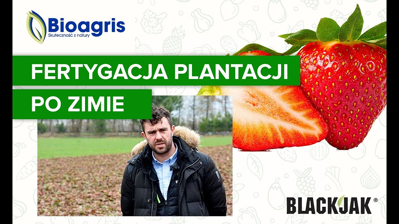 Pierwsze zabiegi po zimie na plantacji truskawki! BLACKJAK i Terra Sorb Complex w fertygacji.
