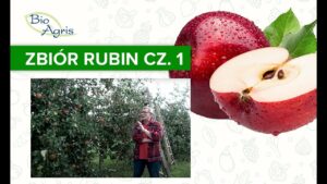 Zbiory jabłek odmiany Rubin część 1