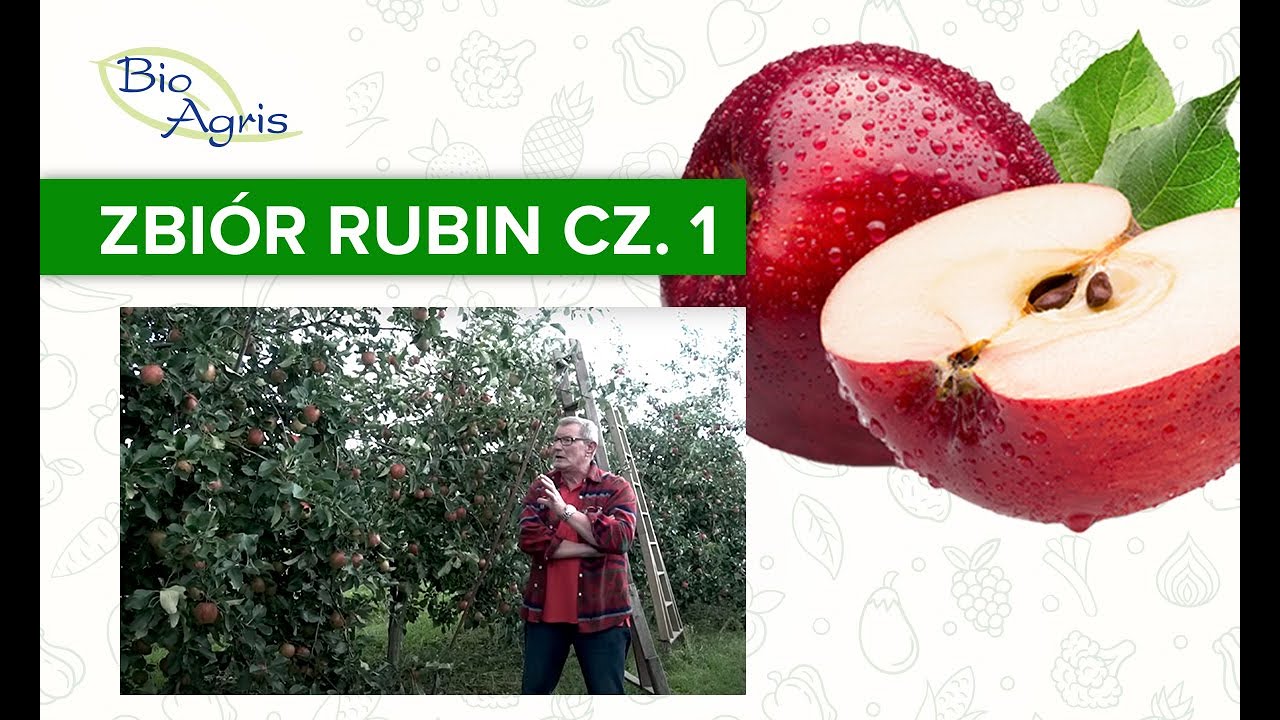 Zbiory jabłek odmiany Rubin część 1