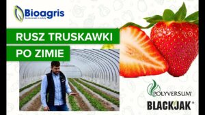 Start plantacji truskawek po zimie! Efektywne odżywienie truskawki w fazie wegetacji.