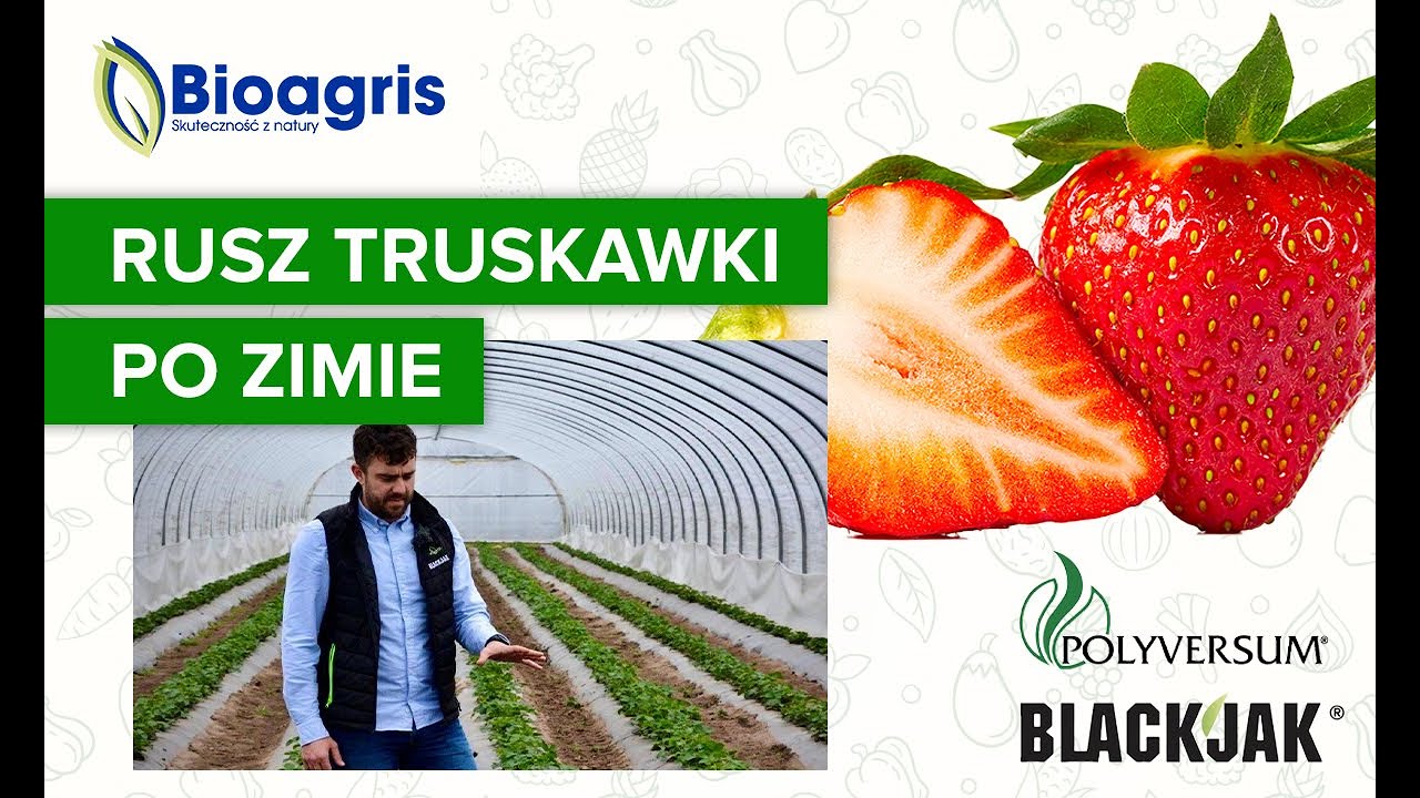 Start plantacji truskawek po zimie! Efektywne odżywienie truskawki w fazie wegetacji.