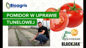 Ochrona pomidora w uprawie tunelowej ze środkami Bioagris
