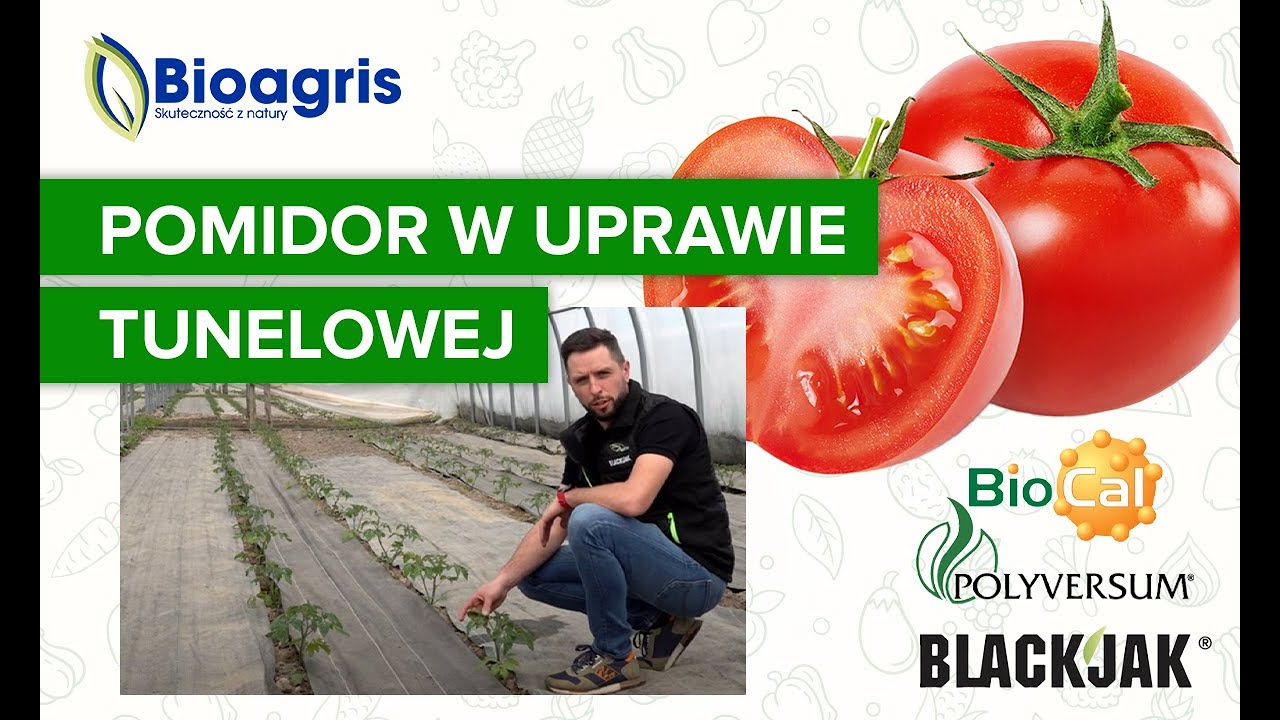 Ochrona pomidora w uprawie tunelowej ze środkami Bioagris