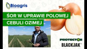 Ocena i zalecenia do polowej uprawy cebuli z zastosowaniem preparatów Bioagris.