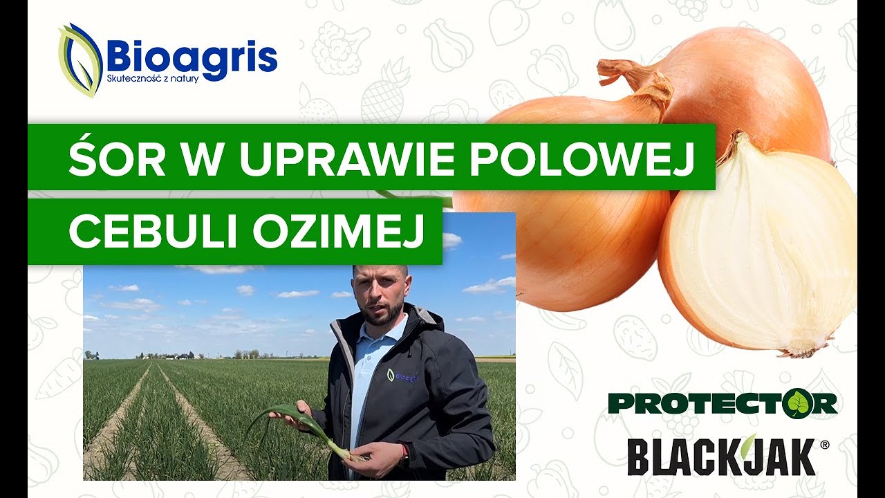 Ocena i zalecenia do polowej uprawy cebuli z zastosowaniem preparatów Bioagris.