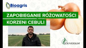 Różowatość korzeni cebuli – jak zapobiegać?