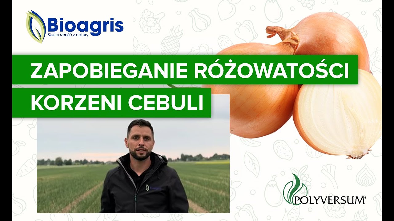 Różowatość korzeni cebuli – jak zapobiegać?