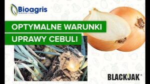 Jak zapewnić dogodne warunki w plantacji cebuli? Podsumowanie sezonu z zabiegami środkami Bioagris.