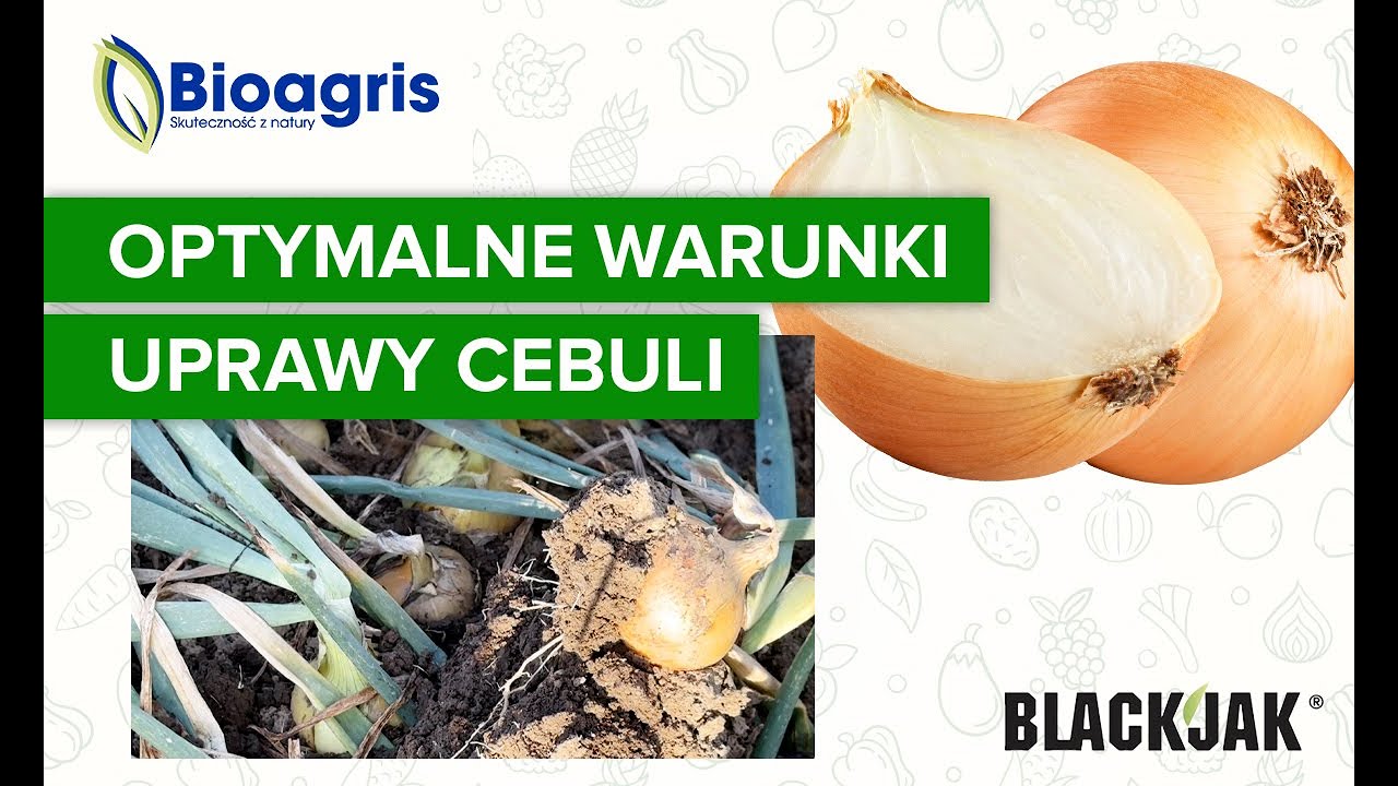 Jak zapewnić dogodne warunki w plantacji cebuli? Podsumowanie sezonu z zabiegami środkami Bioagris.