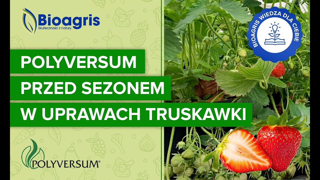 Bioagris – wiedza dla Ciebie! Odcinek 1. Przedsezonowe wiadomości o Polyversum w uprawie truskawki.