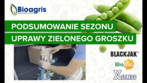 Podsumowanie doświadczeń w uprawie zielonego groszku. Zwyżka plonu i lepsza twardość.