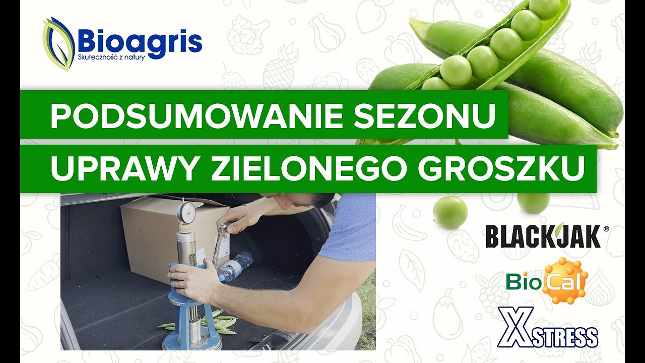 Podsumowanie doświadczeń w uprawie zielonego groszku. Zwyżka plonu i lepsza twardość.