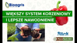 Mocno rozbudowany system korzeniowy i efektywne nawodnienie w uprawie papryki w tunelu.