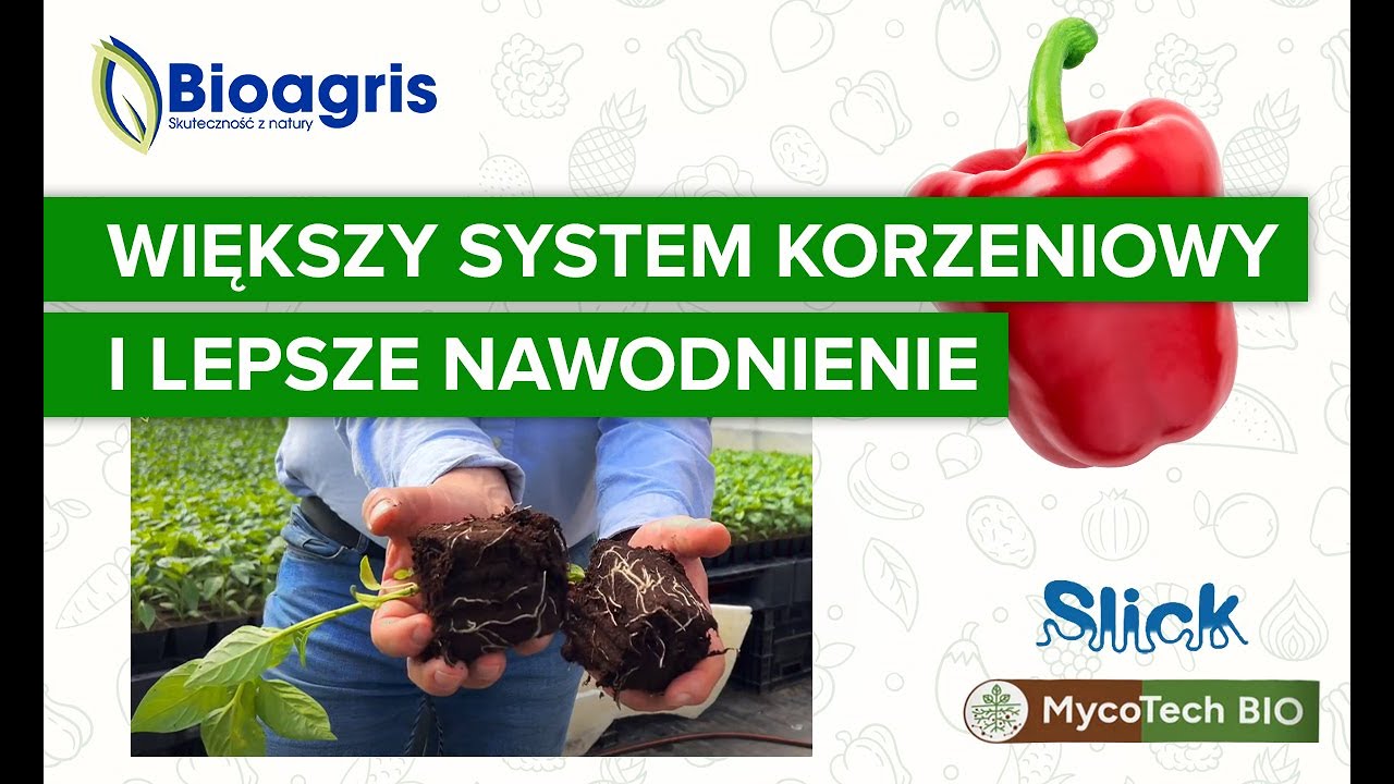 Mocno rozbudowany system korzeniowy i efektywne nawodnienie w uprawie papryki w tunelu.