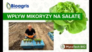 Uzyskaliśmy silny system korzeniowy sałaty z biologicznym wspraciem preparatu Myco Tech BIO!