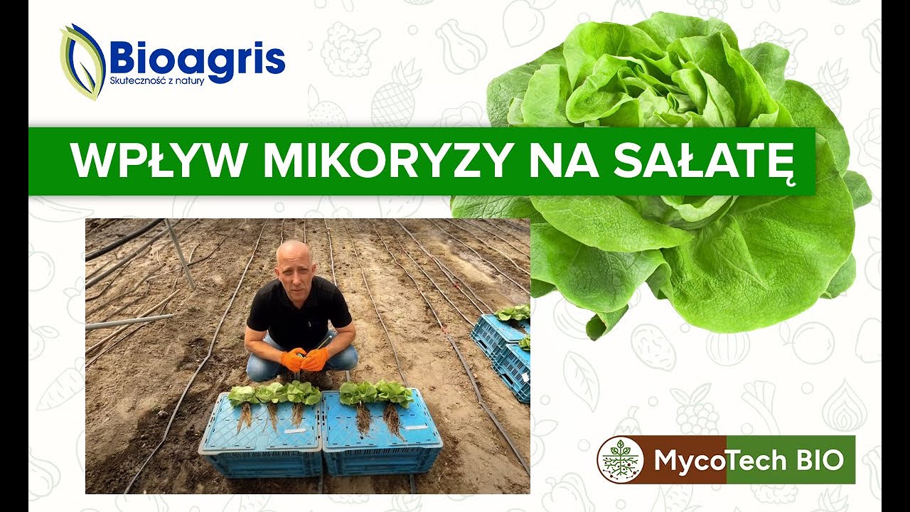Uzyskaliśmy silny system korzeniowy sałaty z biologicznym wspraciem preparatu Myco Tech BIO!