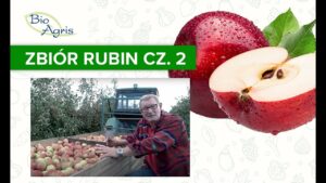 Zbiory jabłek odmiany Rubin część 2