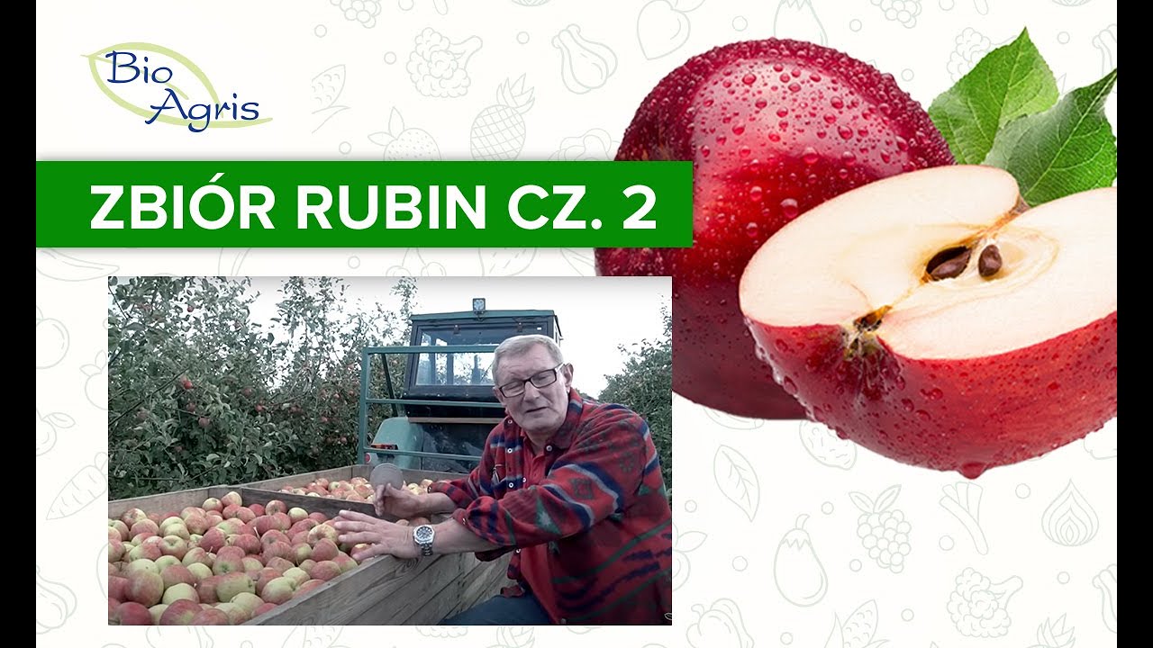 Zbiory jabłek odmiany Rubin część 2
