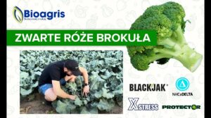 Sposób na wysoki i jakościowy plon brokuła! Pozytywna rekomendacja dla Bioagris od plantatora.