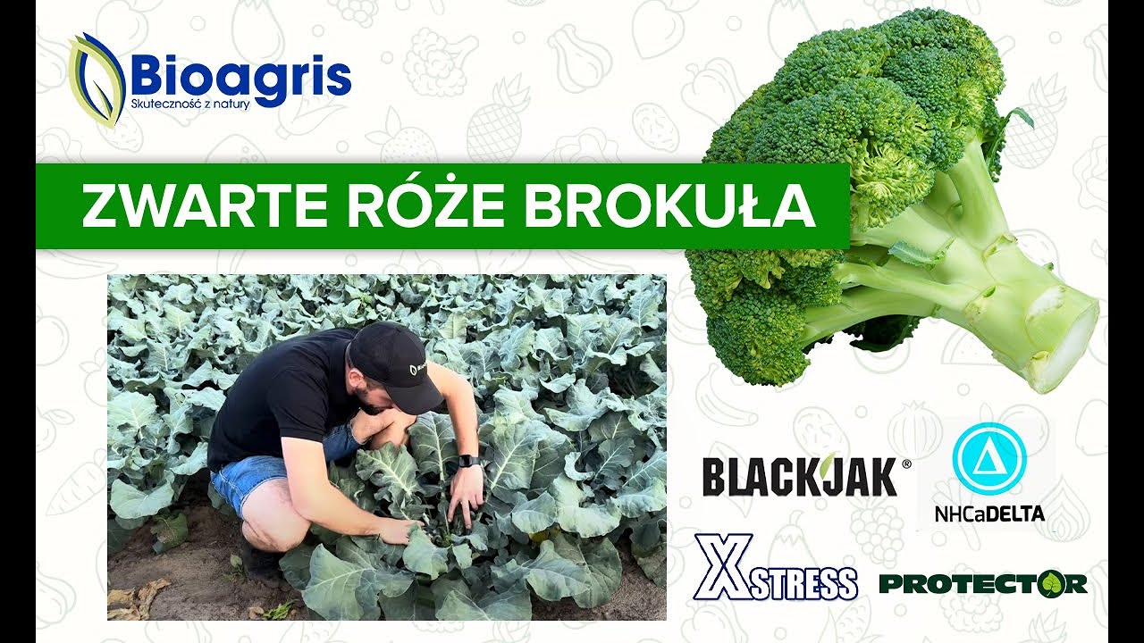 Sposób na wysoki i jakościowy plon brokuła! Pozytywna rekomendacja dla Bioagris od plantatora.