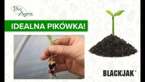 Idealna pikówka? Poznaj BlackJak!
