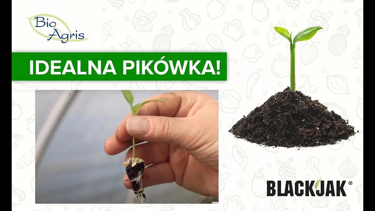 Idealna pikówka? Poznaj BlackJak!