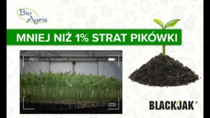 Skuteczność BlackJak od BioAgris na 576 szt tylko 5 wadliwych roślin!