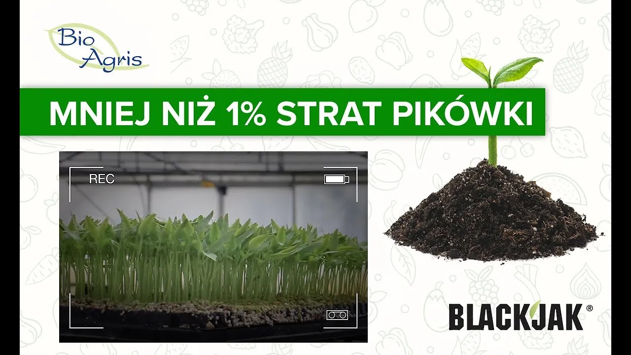 Skuteczność BlackJak od BioAgris na 576 szt tylko 5 wadliwych roślin!