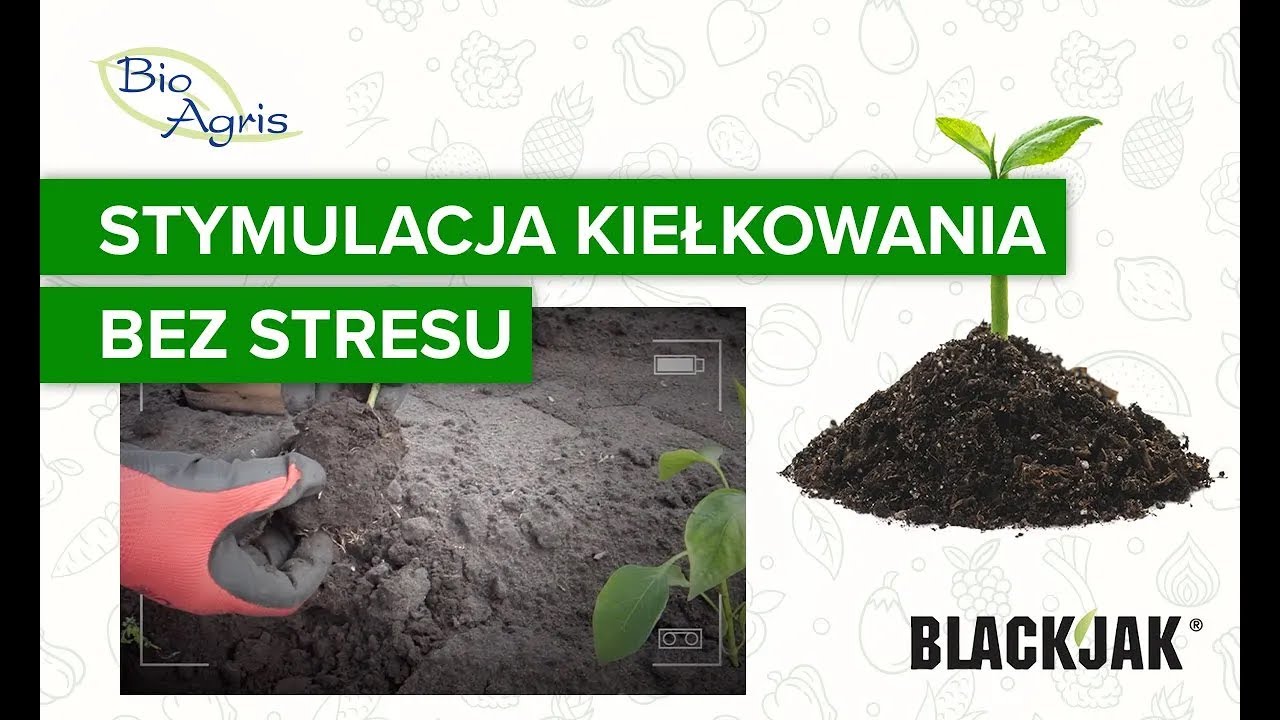 Efekty stosowania BlackJak? Wspomaganie kiełkowania i ograniczenia stresu podczas przesadzania.