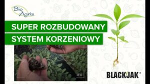 Efekty stosowania BlackJak w uprawie kalafiora to super rozbudowany system korzeniowy.