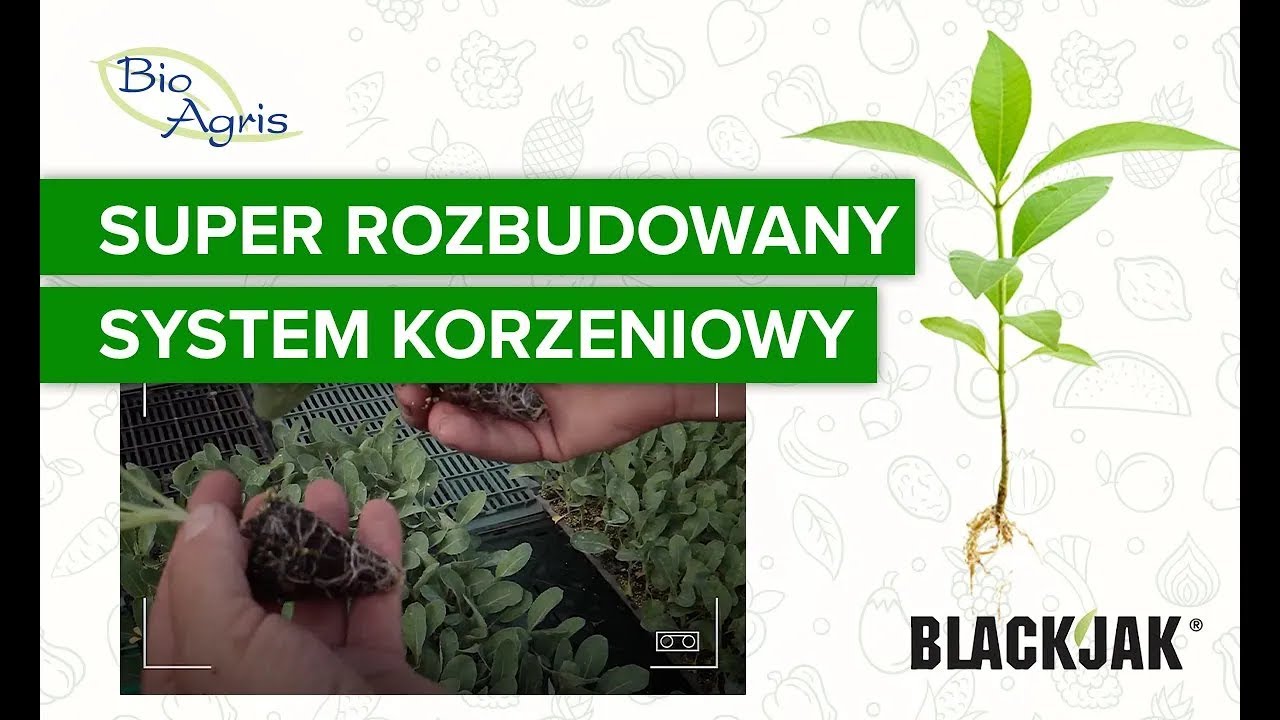Efekty stosowania BlackJak w uprawie kalafiora to super rozbudowany system korzeniowy.