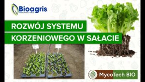 MycoTech BIO w uprawie sałaty 🥬 – lepszy system korzeniowy i odporność.