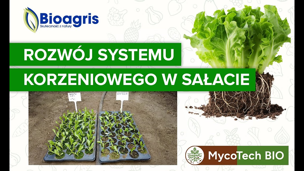 MycoTech BIO w uprawie sałaty 🥬 – lepszy system korzeniowy i odporność.