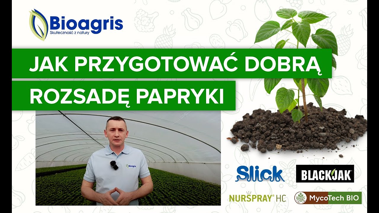 Produkcja rozsady papryki i wzmocnienie systemu korzeniowego. Zabiwgi produktami Bioagris.