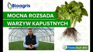 Wzmocnienie rozsady warzyw kapustnych 🥬 Zbuduj plon od korzenia przy wsparniu mikroorganizmów