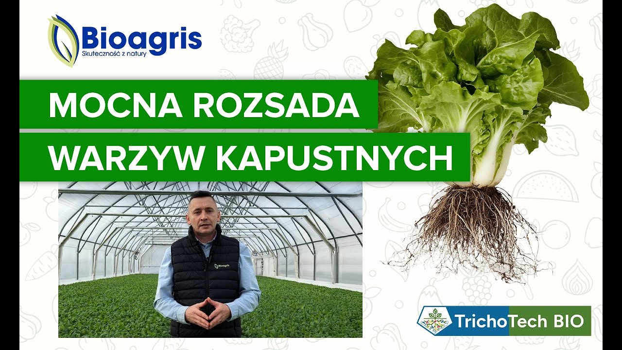 Wzmocnienie rozsady warzyw kapustnych 🥬 Zbuduj plon od korzenia przy wsparniu mikroorganizmów