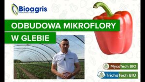 Choroby odglebowe w uprawie papryki 🌶 Jak skutecznie odbudować mikroflorę po odkażaniu?