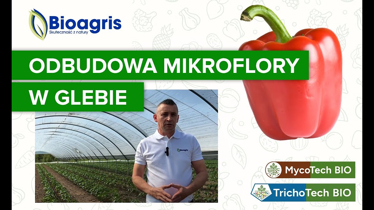 Choroby odglebowe w uprawie papryki 🌶 Jak skutecznie odbudować mikroflorę po odkażaniu?