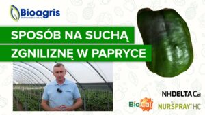 Sucha zgnilizna wierzchołkowa w uprawie papryki 🌶 Jak walczyć z niedoborem wapnia?