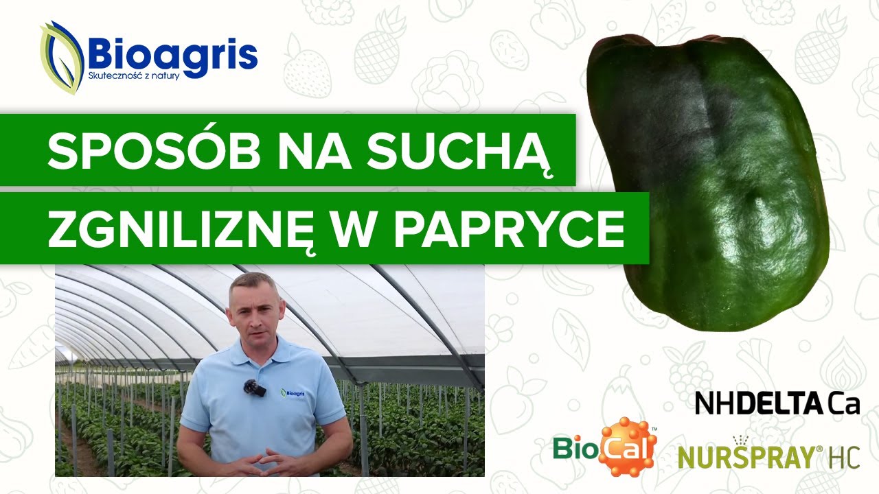 Sucha zgnilizna wierzchołkowa w uprawie papryki 🌶 Jak walczyć z niedoborem wapnia?