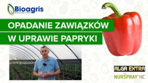Jak powstrzymać opadanie zawiązków w uprawie papryki?