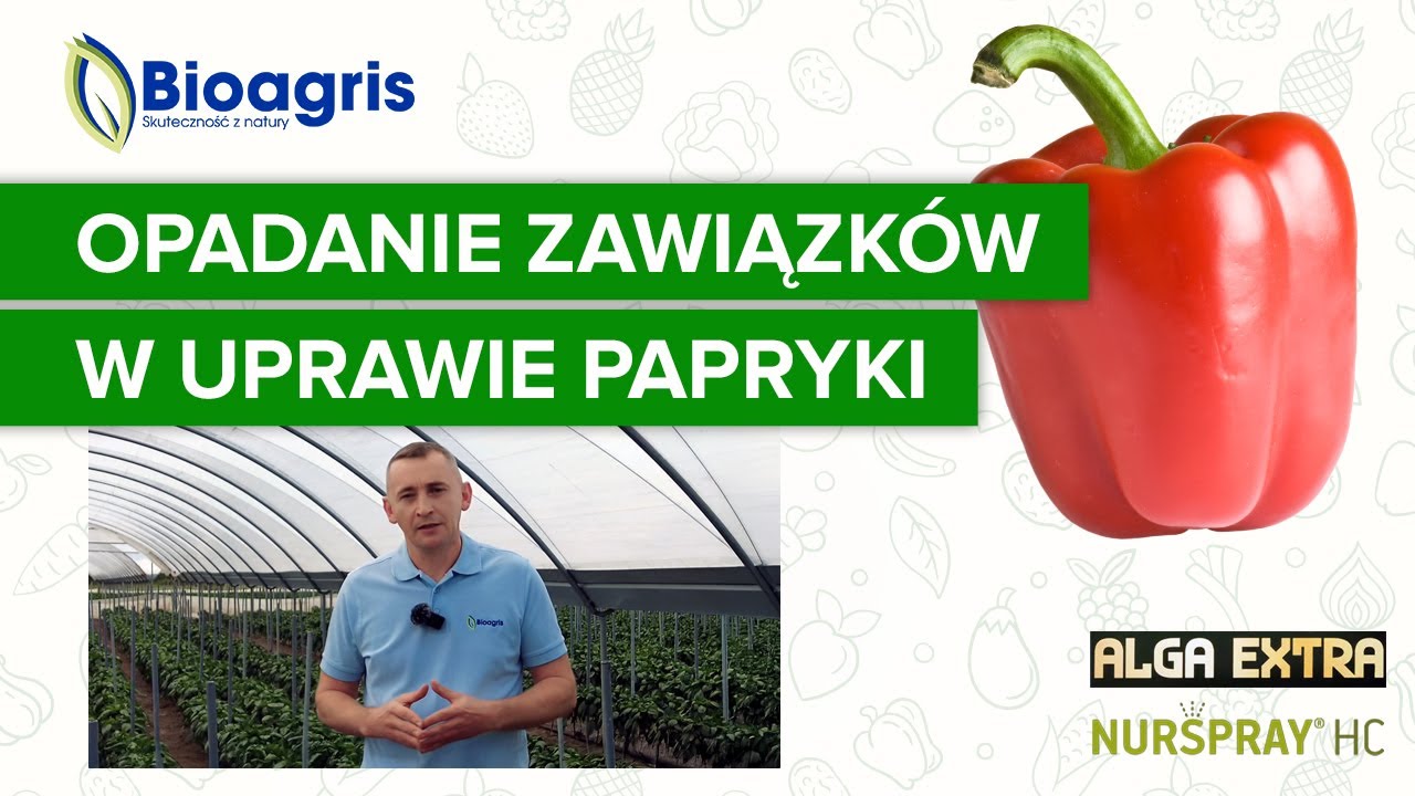 Jak powstrzymać opadanie zawiązków w uprawie papryki?