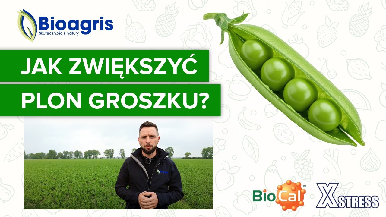 Jak zwiększyć plon i jakość nasion zielonego groszku?